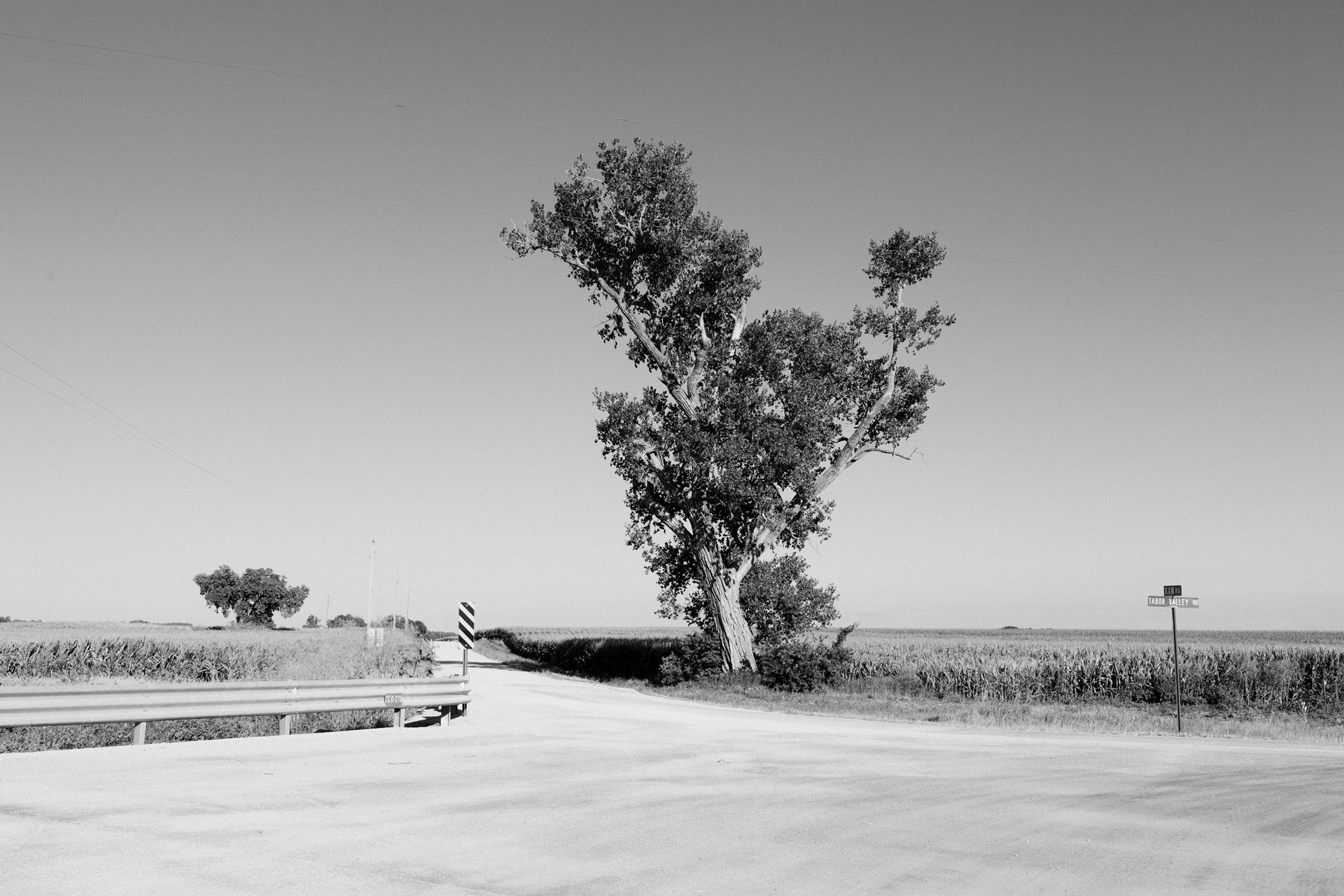 Black and white photograph of a solitary, gnarled tree with a pale trunk standing in a rural landscape. The tree dominates the composition at center, its branching limbs silhouetted against a clear sky, flanked by flat agricultural fields. A paved road curves toward the tree in the foreground, with utility poles and modest structures visible in the distance, creating a stark, minimalist American rural scene.