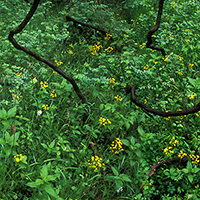Dense green foliage and small yellow flowers viewed from above, with dark branches crossing diagonally through the composition, creating a natural, overhead perspective of vegetation.