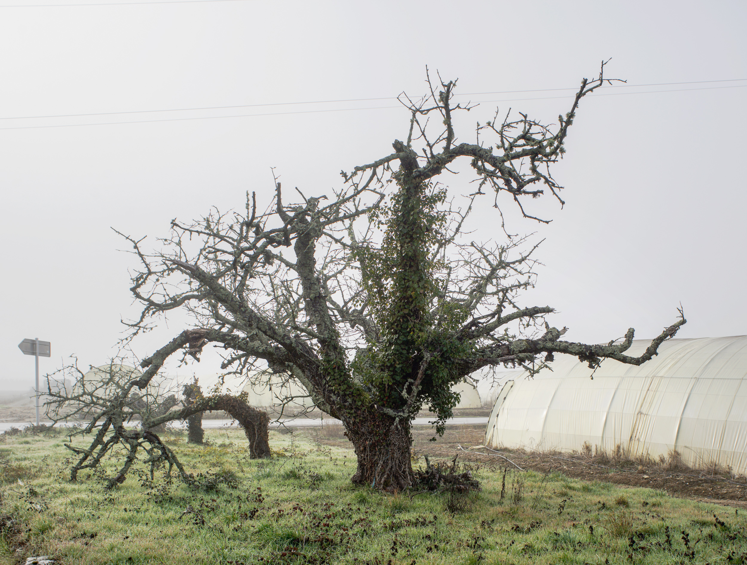 A gnarled, leafless tree with moss-covered trunk and sprawling bare branches stands in an overgrown field, its twisted form partially wrapped in climbing ivy. Behind it, a white corrugated metal structure and distant utility pole are visible under an overcast sky.