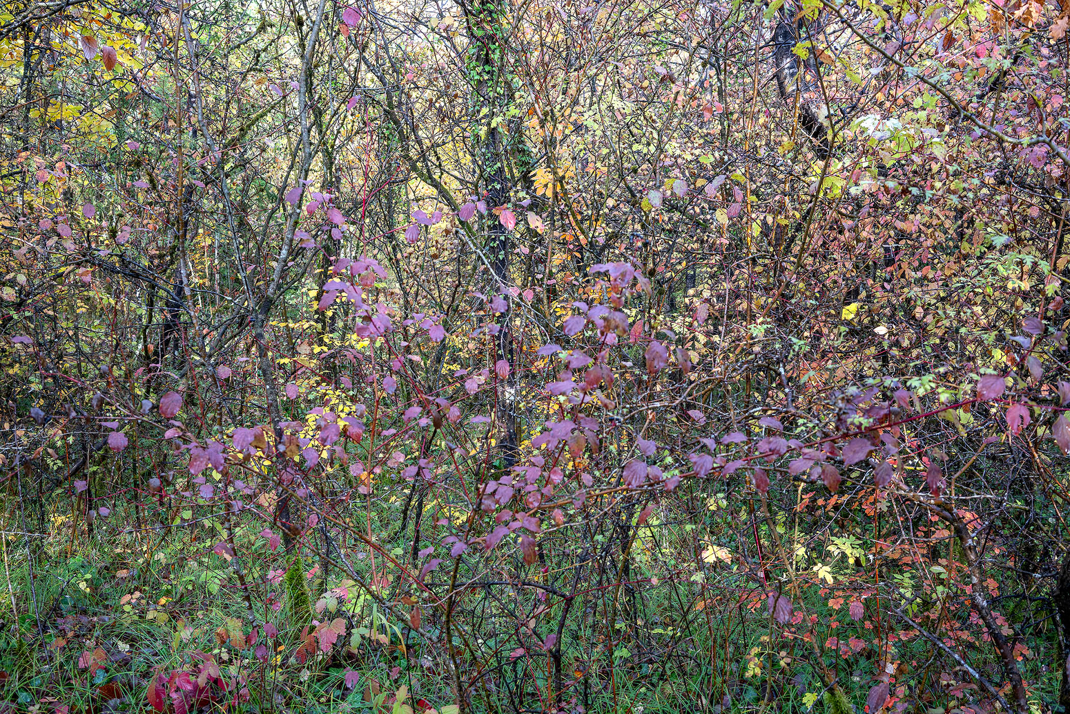 Dense woodland vegetation in autumn transition, with purple and magenta foliage dominating the composition against yellowing and green leaves, creating a layered, textured landscape of overlapping branches and seasonal color variation.