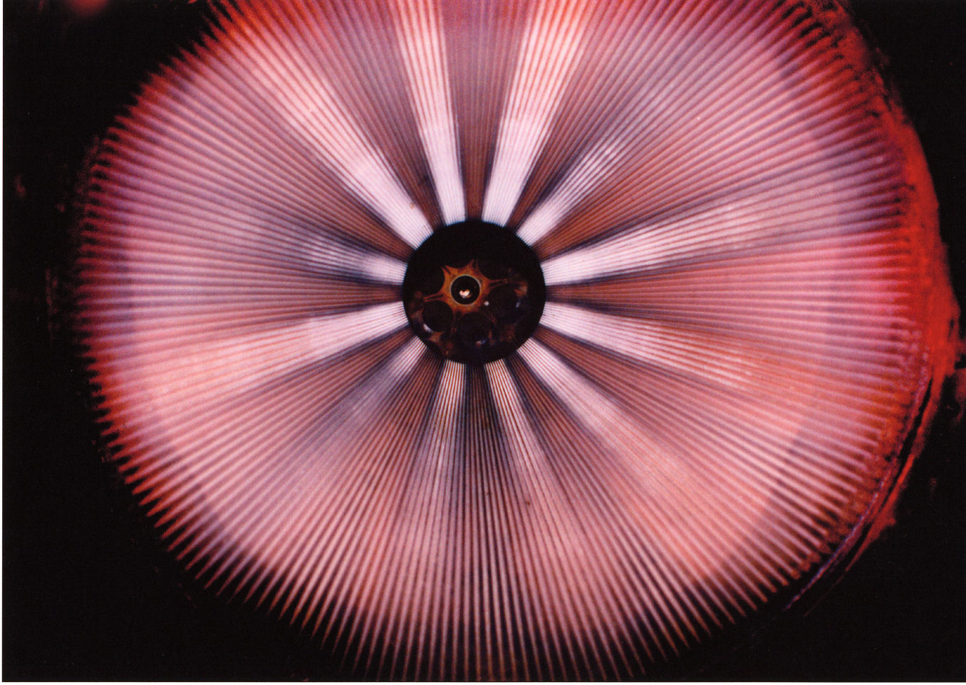 Radial composition featuring a dark circular center with a luminous hub, surrounded by concentric rings of fine linear striations in shades of pink, red, and white that create a hypnotic, eye-like form against a black background.