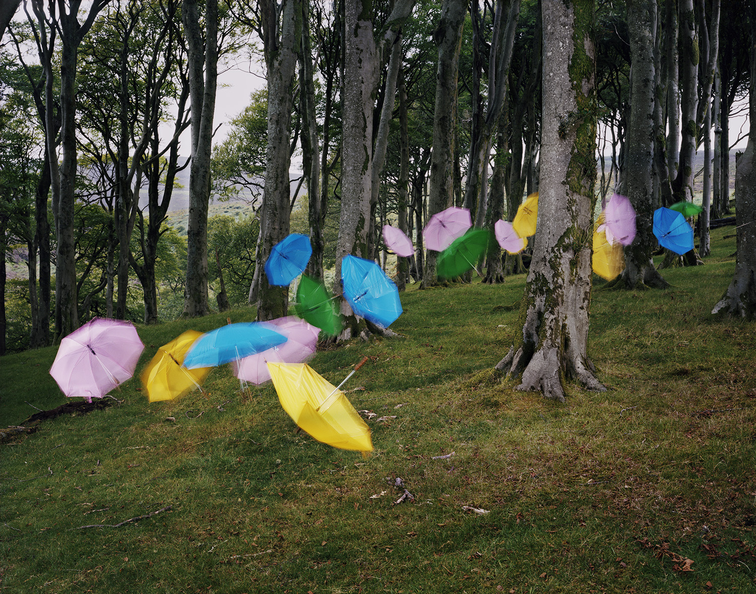 Colorful umbrellas in pink, blue, yellow, and green are scattered and suspended among tall trees with moss-covered trunks in a grassy woodland clearing, creating a striking contrast between the vibrant man-made objects and the natural forest landscape.