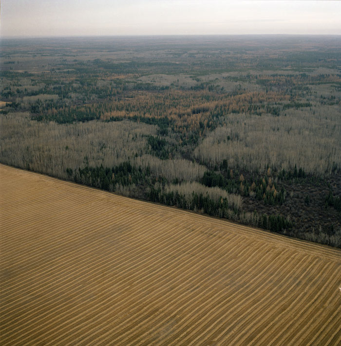 Aerial view of a patchwork landscape where plowed agricultural fields in the foreground transition into dense boreal forest, with rows of evergreen trees interspersed among lighter deciduous growth stretching toward a distant, hazy horizon.