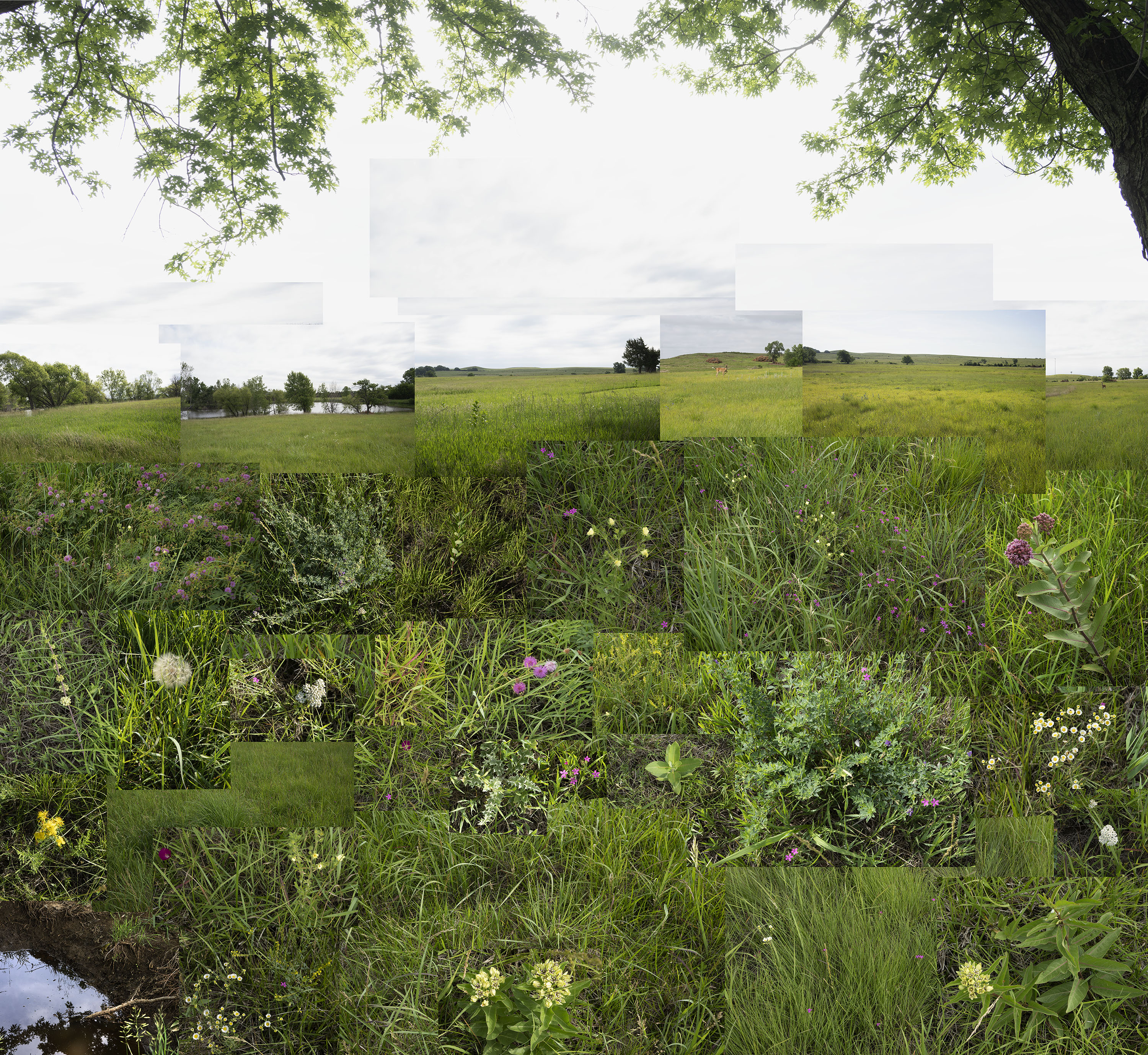 A layered landscape composition featuring a verdant meadow dotted with wildflowers in the foreground, transitioning through multiple overlapping rectangular photographic panels of rolling green fields and distant horizons, framed above by tree branches with fresh foliage.
