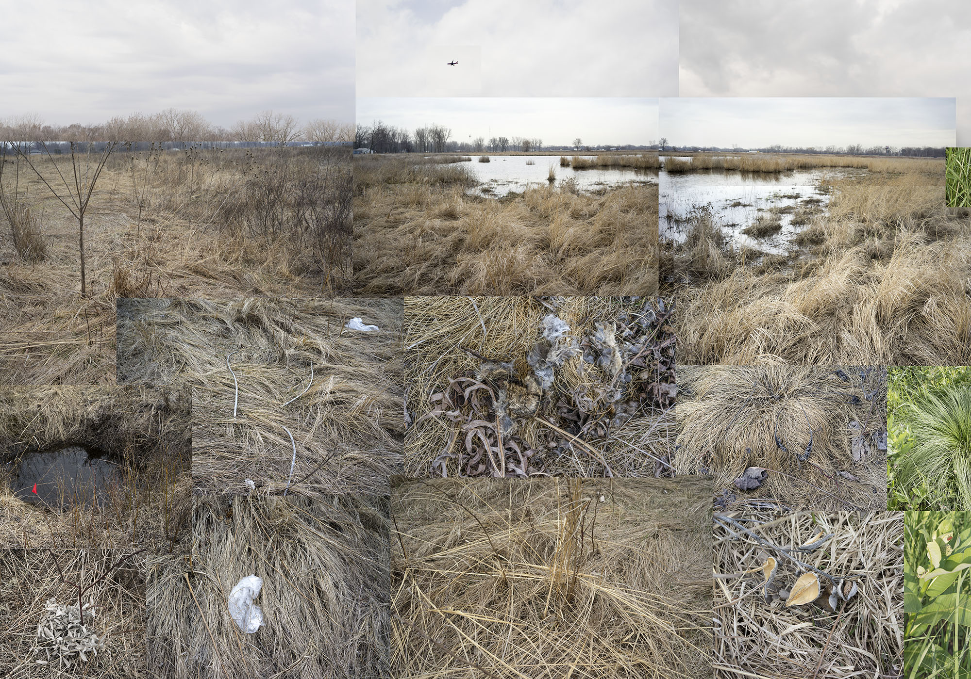 A multi-panel collage of wetland landscapes featuring expansive views of marshland with dried grasses, shallow water, and scattered vegetation across seasons. The composition combines wide vistas with close-up details, showing the terrain's textures and varying water levels against overcast skies and distant treelines.