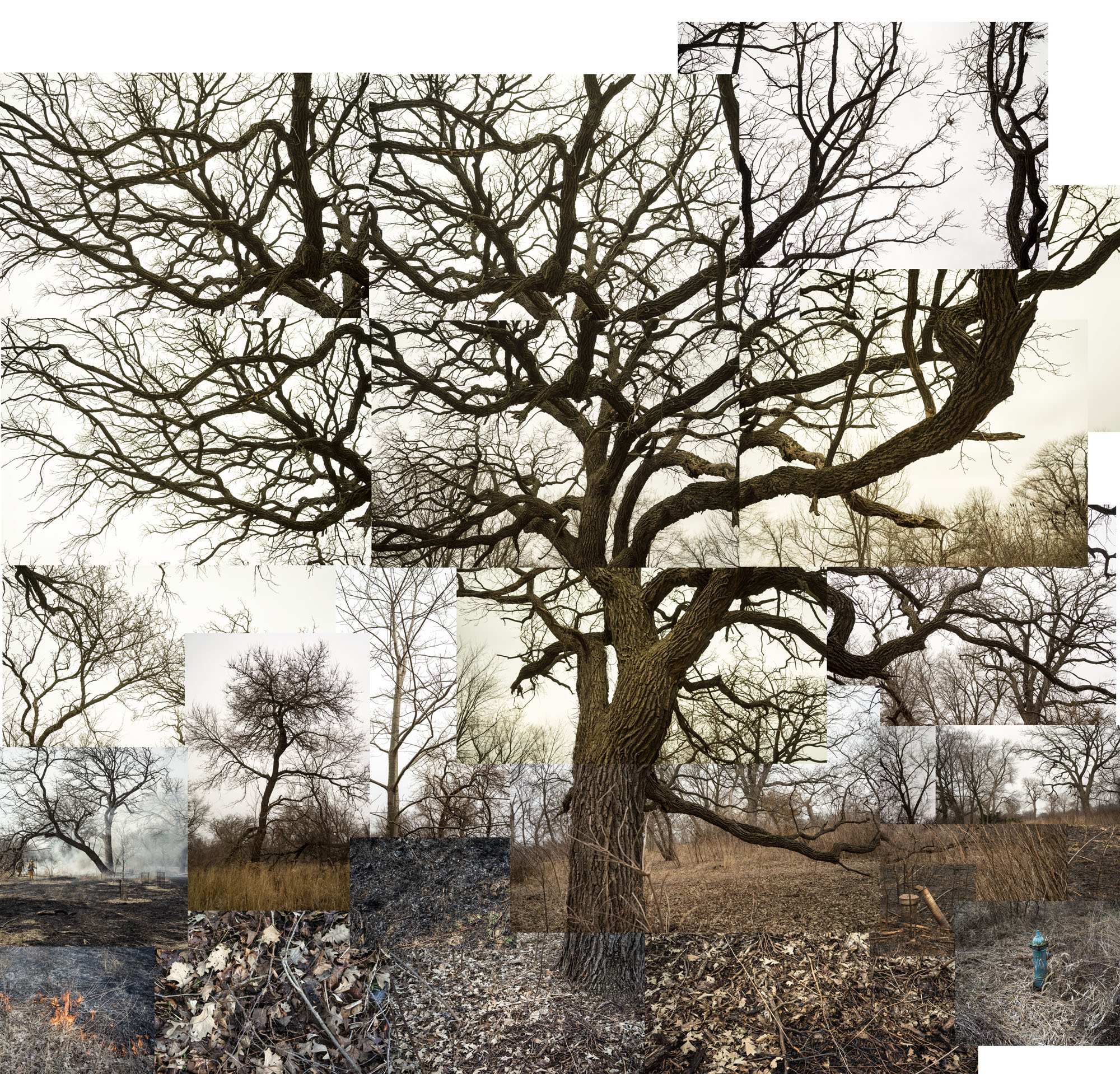 A large bare oak tree with gnarled, spreading branches dominates the composition, its dark trunk and limbs set against a pale sky. The image is constructed from multiple photographic fragments layered together, creating a fragmented collage effect that reveals the tree from different angles and perspectives, with surrounding winter landscape elements visible in the interstices.