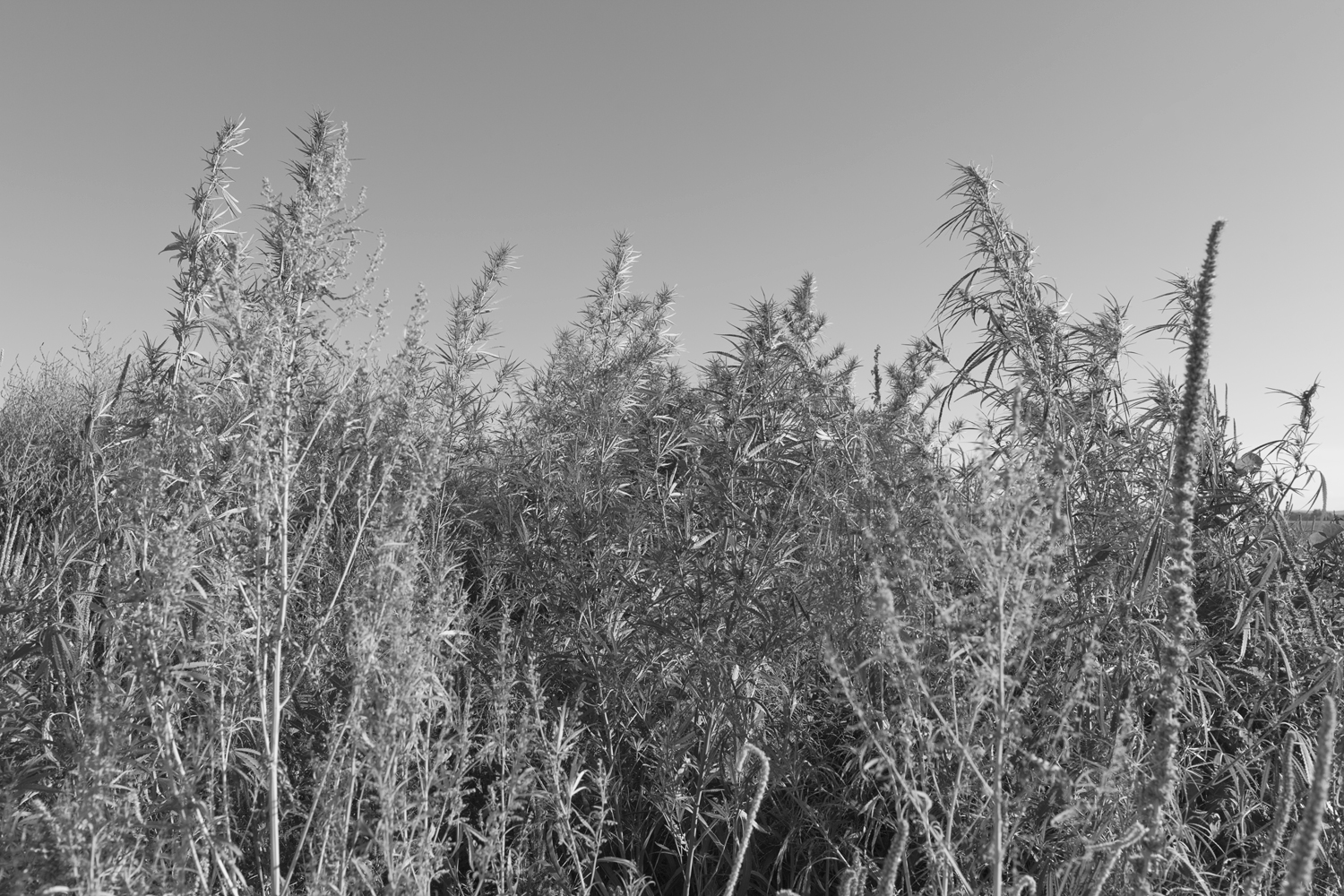 Black and white photograph of a dense field of tall weeds with thin stems and delicate, feathery seed heads extending upward against a clear sky. The plants fill the entire frame in sharp detail, creating a rhythmic, almost abstract composition that emphasizes texture and repetition.