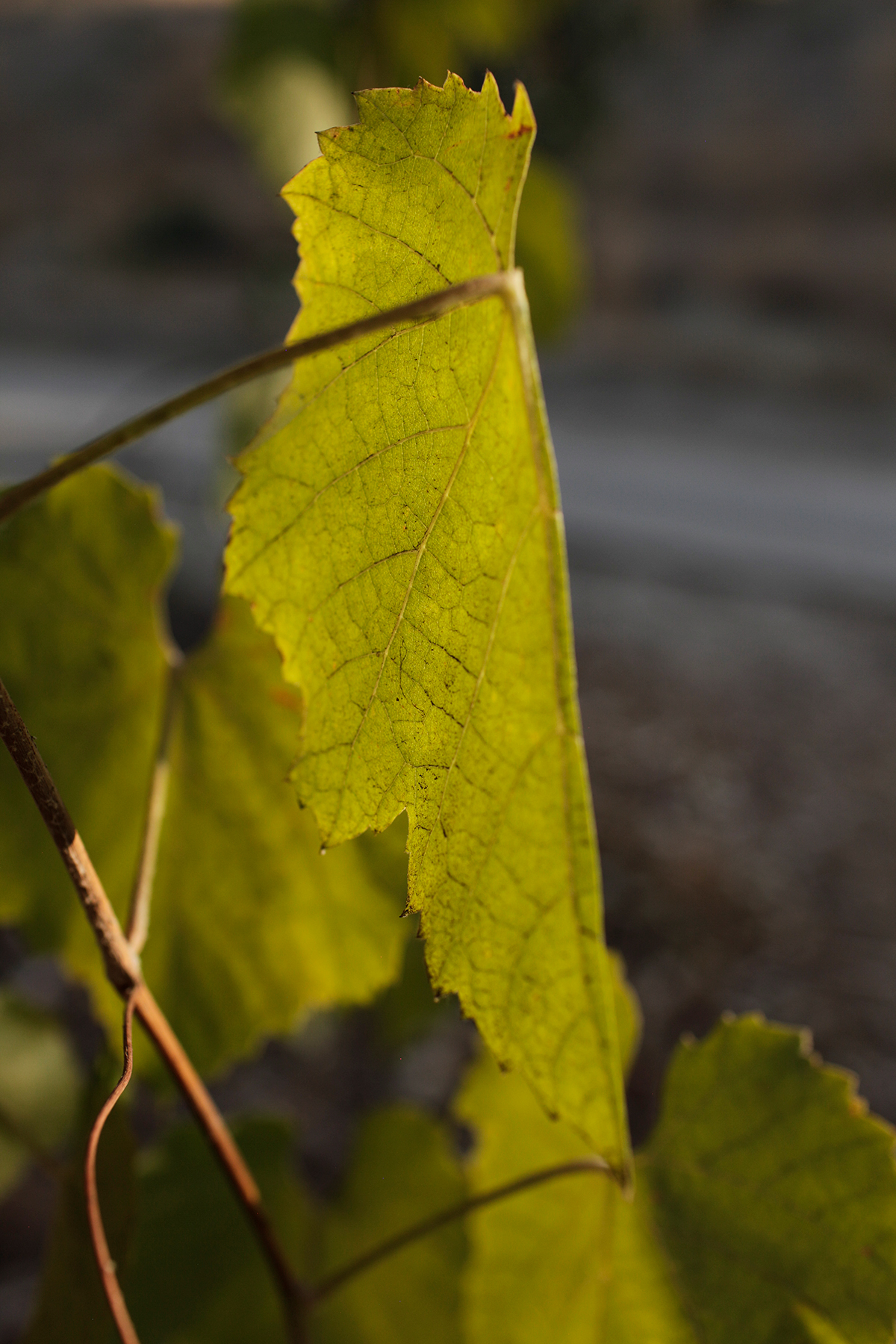 Bright yellow-green leaves backlit by soft light, their delicate veining clearly visible against a blurred neutral background. Thin brown stems curve through the composition, creating an intimate close-up study of translucent foliage.