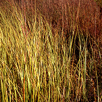Dense grassland with tall, thin blades rendered in warm golden yellows and deep russet browns, creating a richly textured surface that shifts in color and depth across the composition.