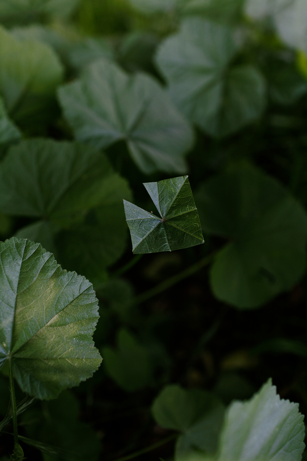 Close-up photograph of layered green foliage with a single delicate, translucent leaf in sharp focus at center, its geometric segments catching light against the soft, blurred vegetation surrounding it.