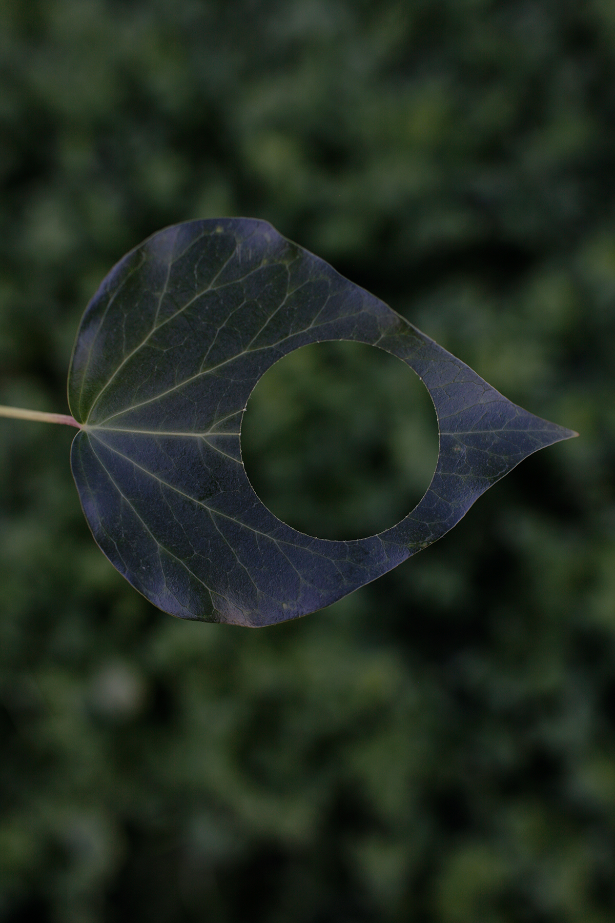 Dark blue-toned leaf with prominent veining against a blurred green background, featuring a large circular void through its center. The organic form is captured in close detail, emphasizing the delicate translucency and skeletal structure of the leaf's framework.