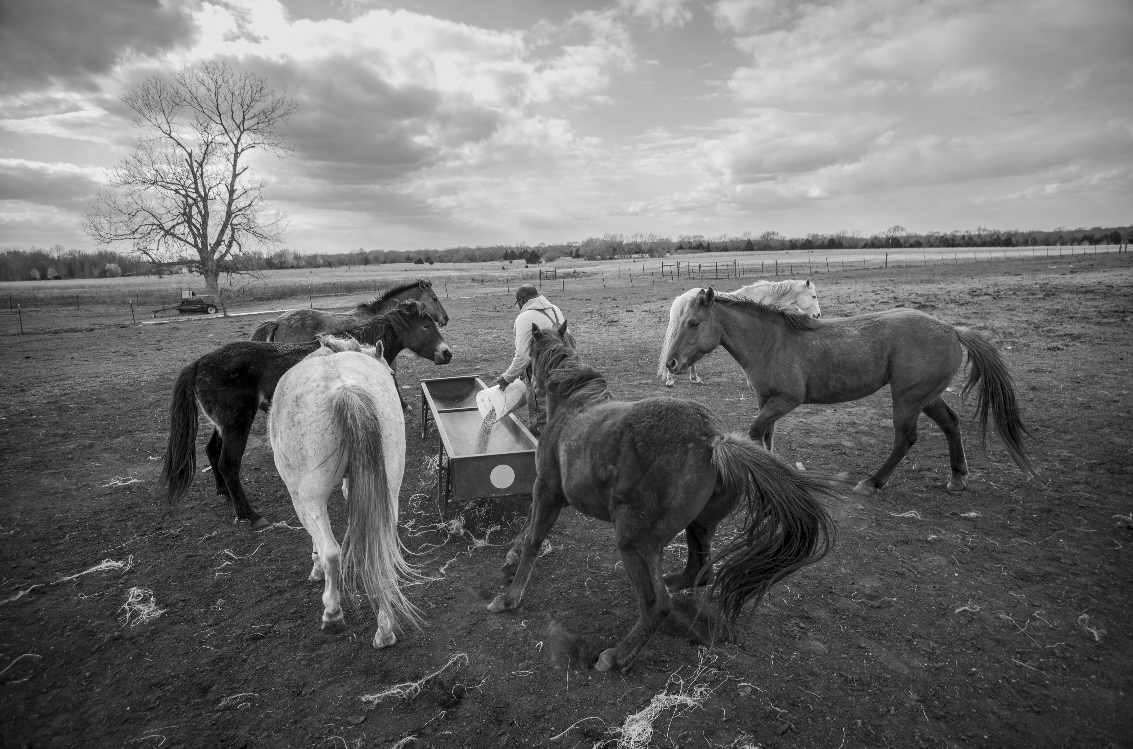 Black and white photograph of several horses gathered around a feeding trough in a sparse, flat pasture. A figure in light-colored clothing stands among the horses tending to the trough, with a bare tree and distant treeline visible under a cloudy sky.
