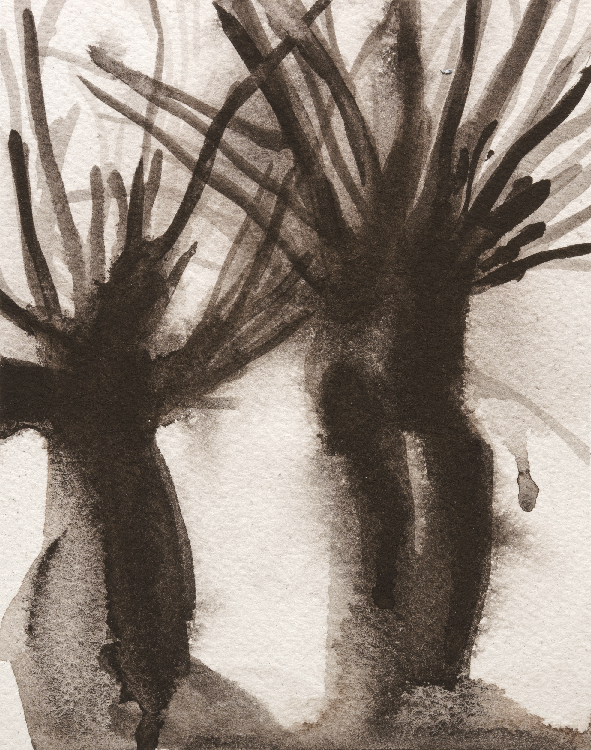 A monochromatic gouache painting depicting a desert plant with thick, columnar stems and spiky leaves radiating outward. The composition uses layered washes of dark brown and gray tones against a pale background, creating atmospheric depth and emphasizing the plant's sculptural form through shadow and light.