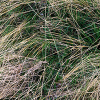 Overhead view of dried and green grasses interwoven across a neutral ground, with a thin vertical line running through the center of the composition, creating a geometric division of the organic, tangled vegetation.