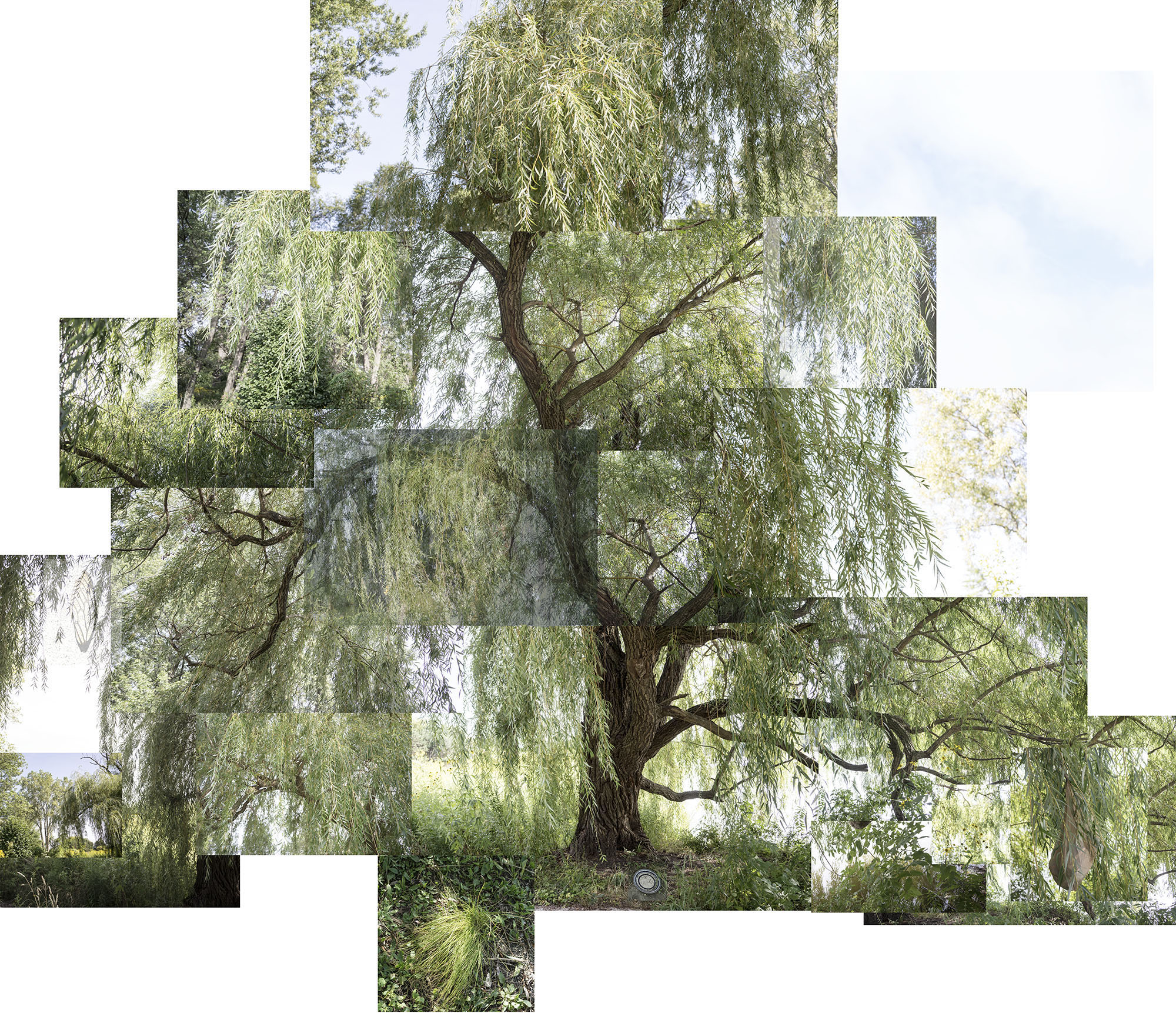 A large weeping willow tree with drooping branches and delicate foliage dominates the composition, fragmented across an irregular grid of photographic panels against a white background. The natural green tones and sky create a layered, puzzle-like effect that emphasizes both the tree's graceful form and the constructed nature of the image.