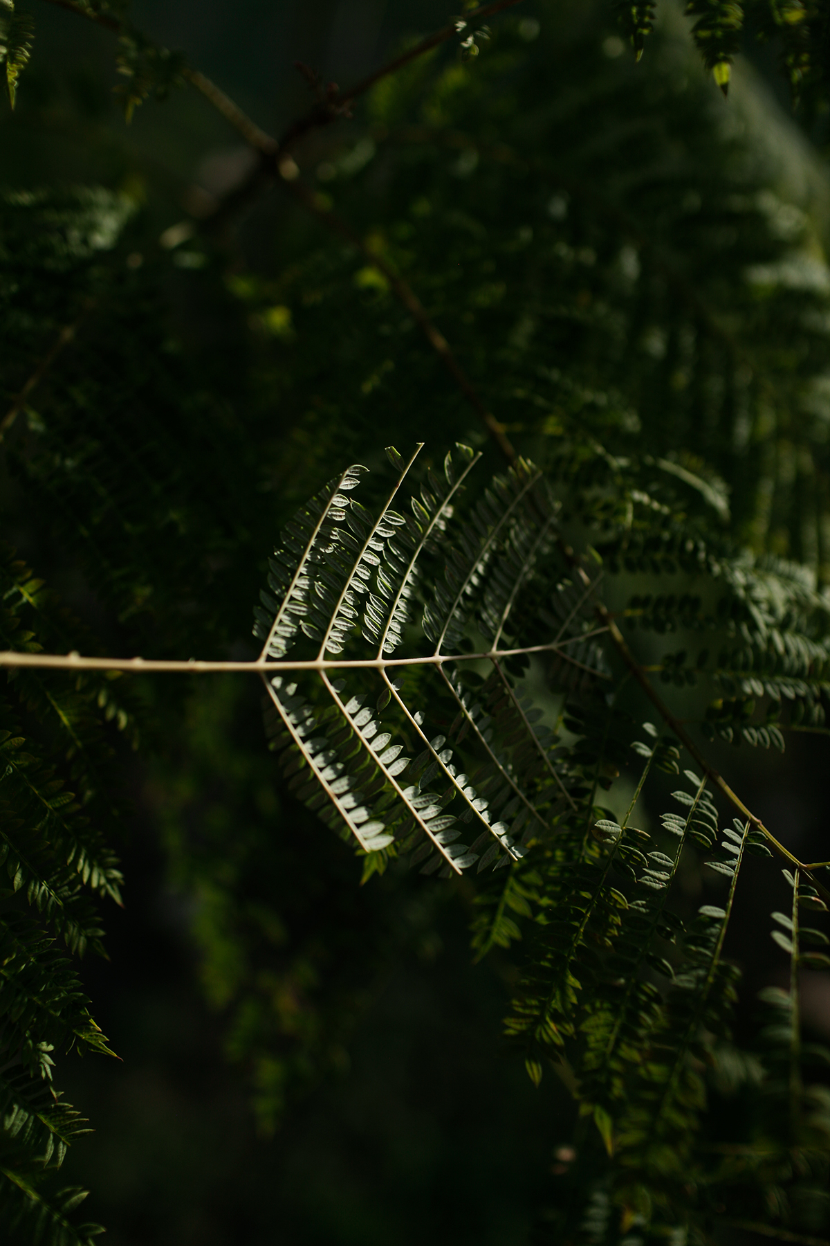 Delicate fern fronds illuminated against a dark, blurred forest background, their pale undersides creating striking linear patterns that radiate outward from a central stem.