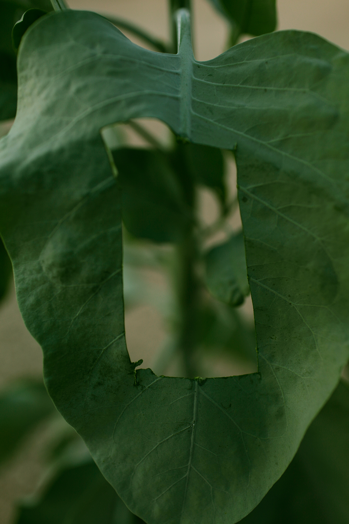 Close-up of deeply lobed green leaves with prominent veining, photographed against a soft neutral background. The layered composition creates an illusion of depth through overlapping translucent foliage.