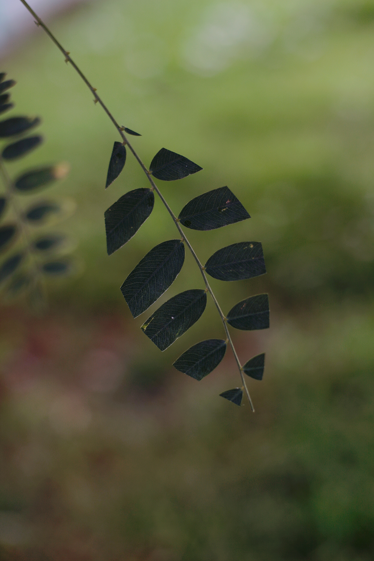 A delicate branch with dark, finely-detailed leaves arranged in an alternating pattern hangs against a soft, blurred green background. The composition emphasizes the intricate vein structures of each leaf, creating a contemplative study of botanical form and shadow.