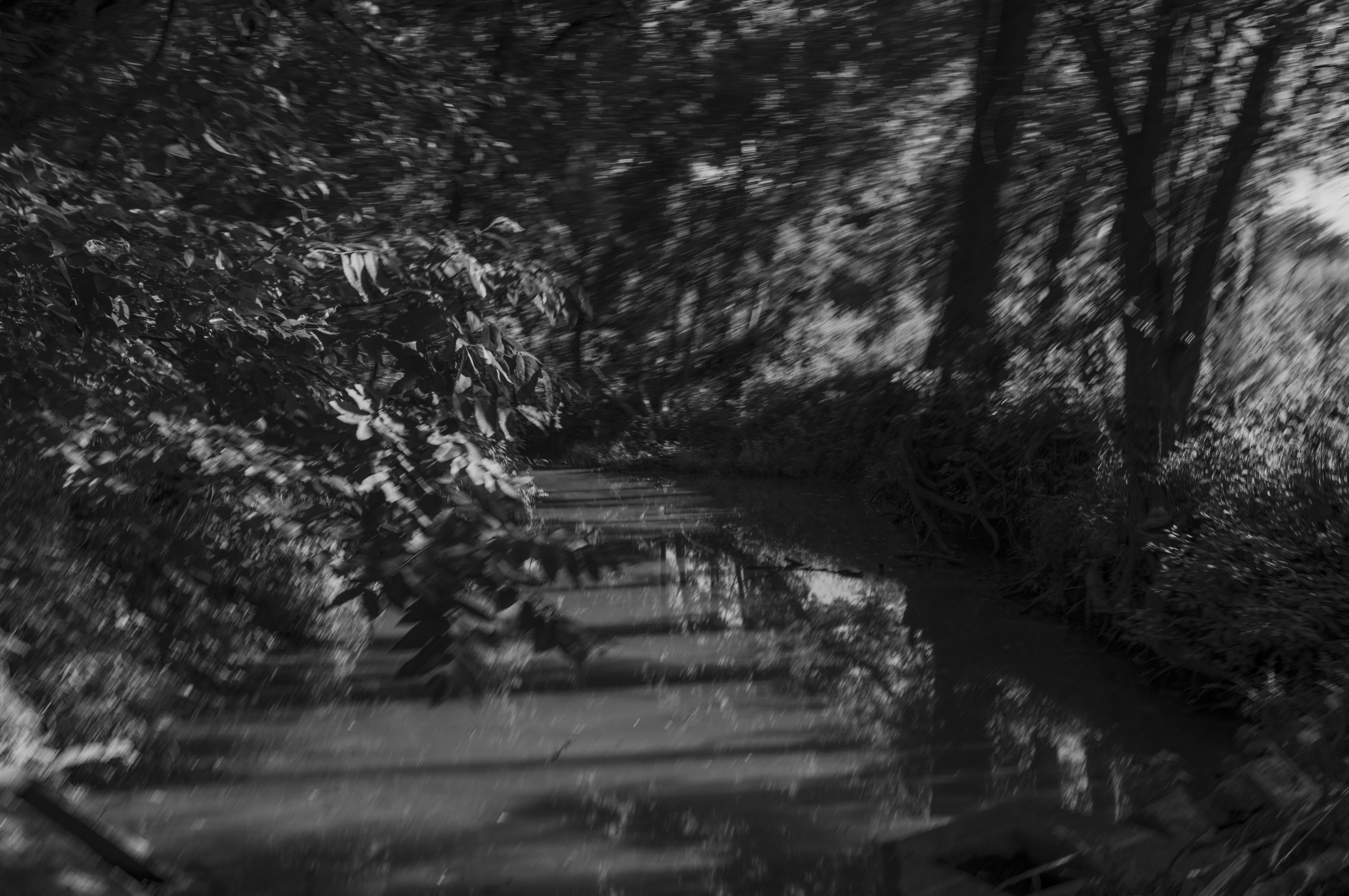 A black and white photograph of a forest stream winding through dense woodland, with soft focus and motion blur creating an ethereal, dreamlike quality. Dappled light filters through the canopy onto the water's surface and surrounding vegetation.