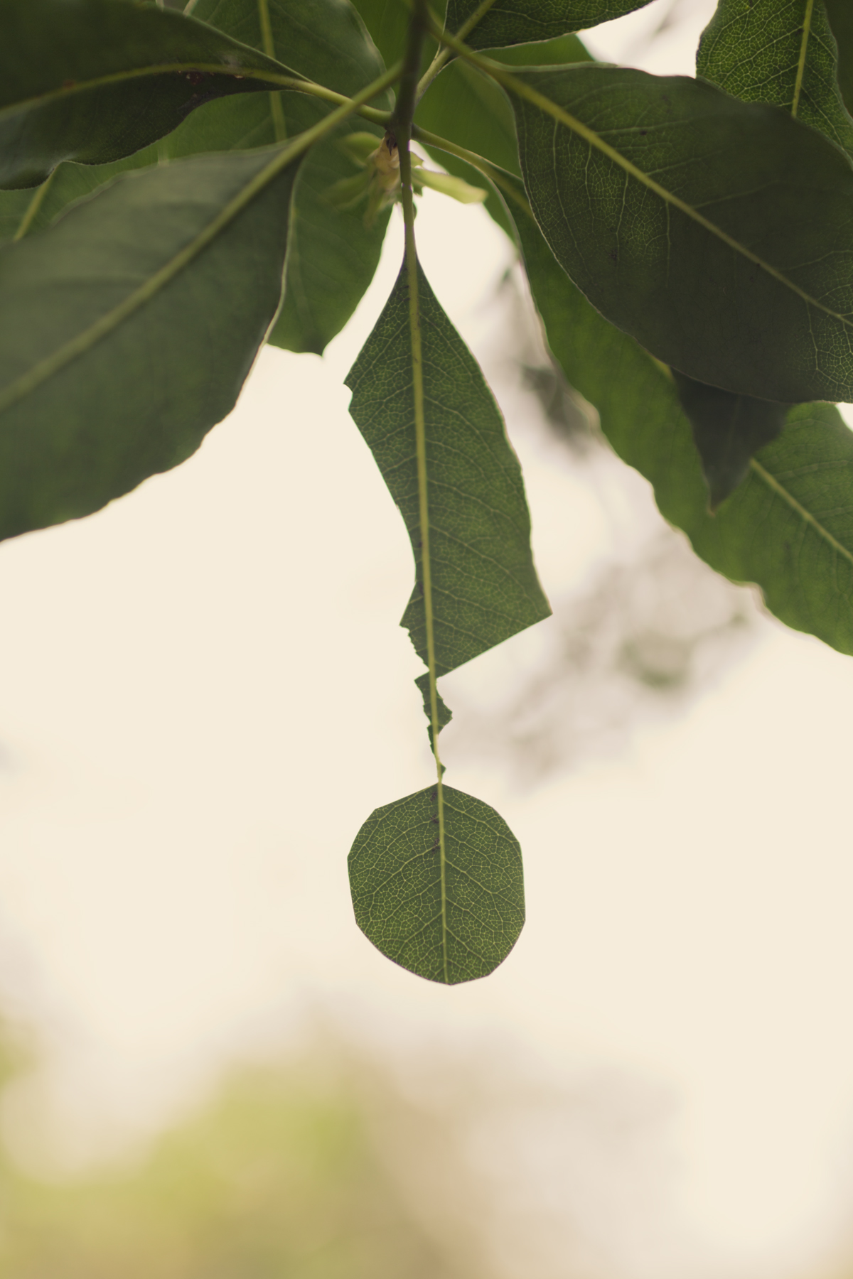 Close-up of delicate green leaves suspended against a soft, blurred cream and pale green background. A single oval leaf hangs from a thin stem in the center foreground, surrounded by larger compound leaves with visible veining, creating a minimalist botanical composition with subtle depth of field.
