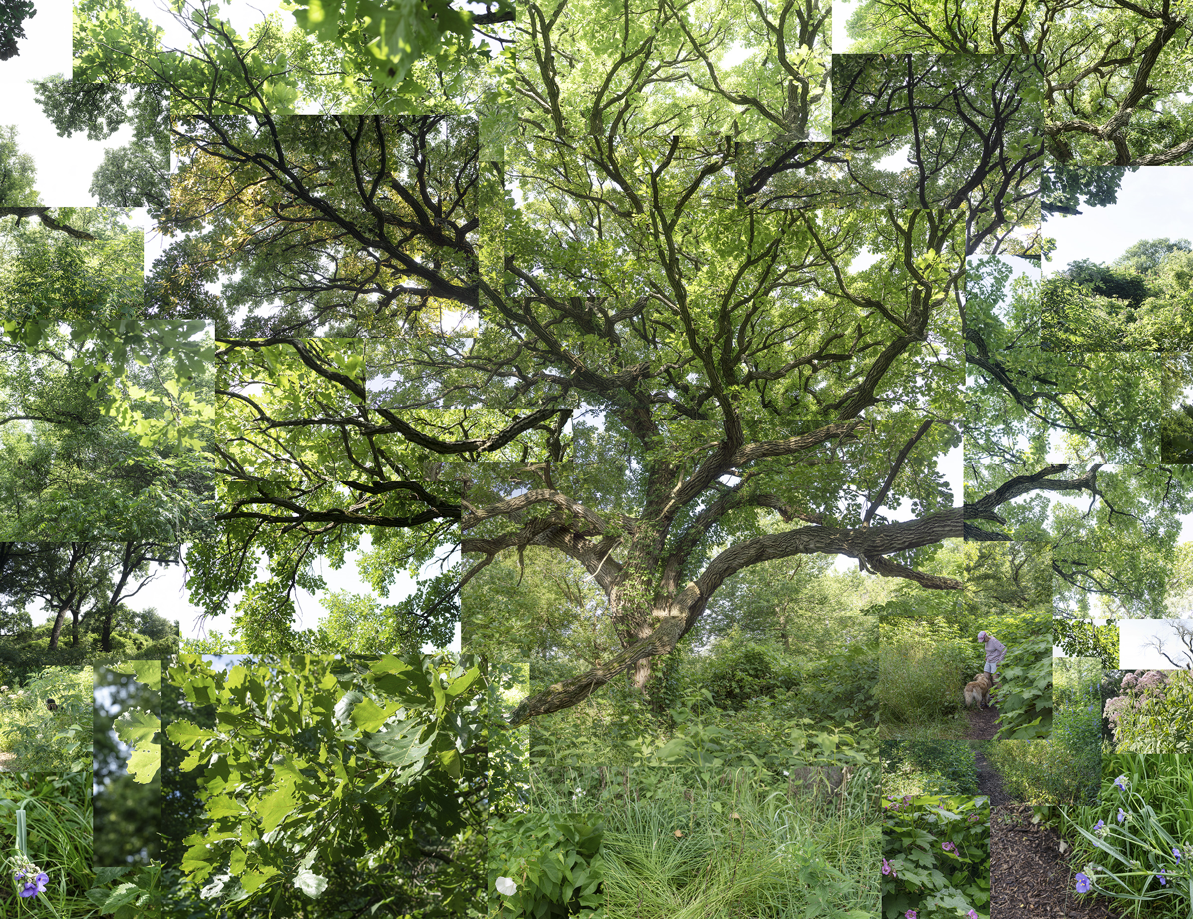 A composite photograph of a sprawling oak tree with dark, gnarled branches spreading across the frame, its canopy filled with bright green foliage. The tree is layered with surrounding garden vegetation including flowering plants with blue and white blossoms, ornamental grasses, and dense greenery in the foreground and background, creating a richly textured natural landscape.