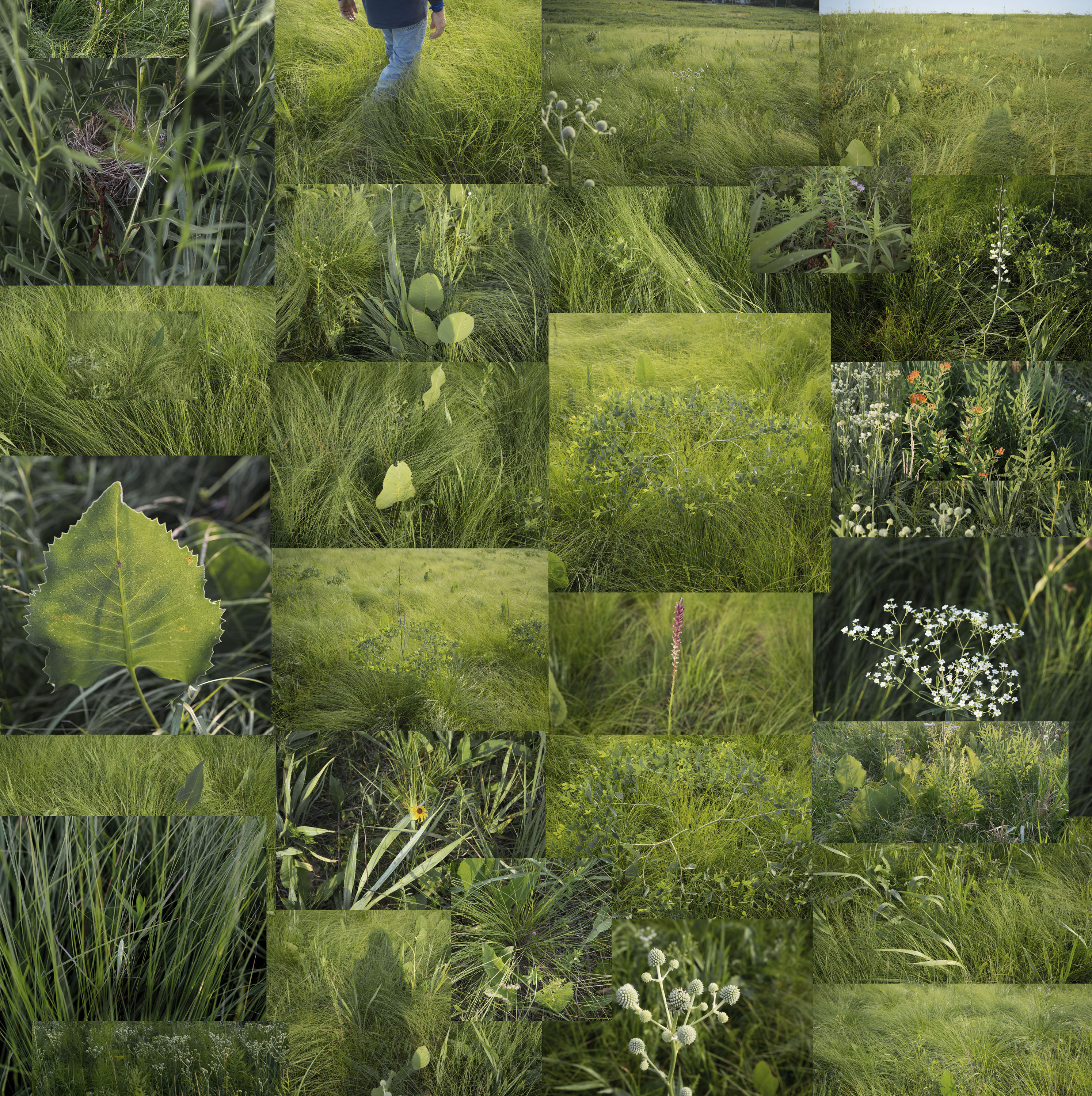 A grid-based photographic collage depicting lush green prairie grasses, wildflowers, and plants in various stages of growth. The composition features overlapping rectangular segments of varying sizes that create a fragmented view of delicate flowering plants, seed pods, and dense vegetation in shades of green, white, and subtle earth tones, with a single human figure visible in an upper section walking through the landscape.
