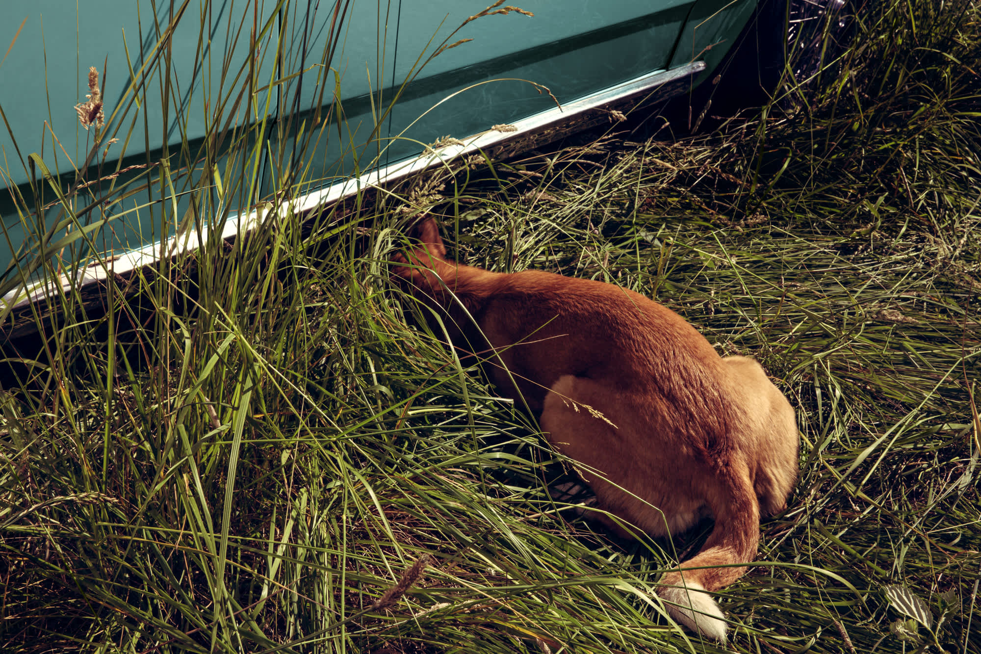 A reddish-brown dog grazes among tall marsh grasses near the edge of a turquoise-blue boat, with weathered wood visible in the composition.