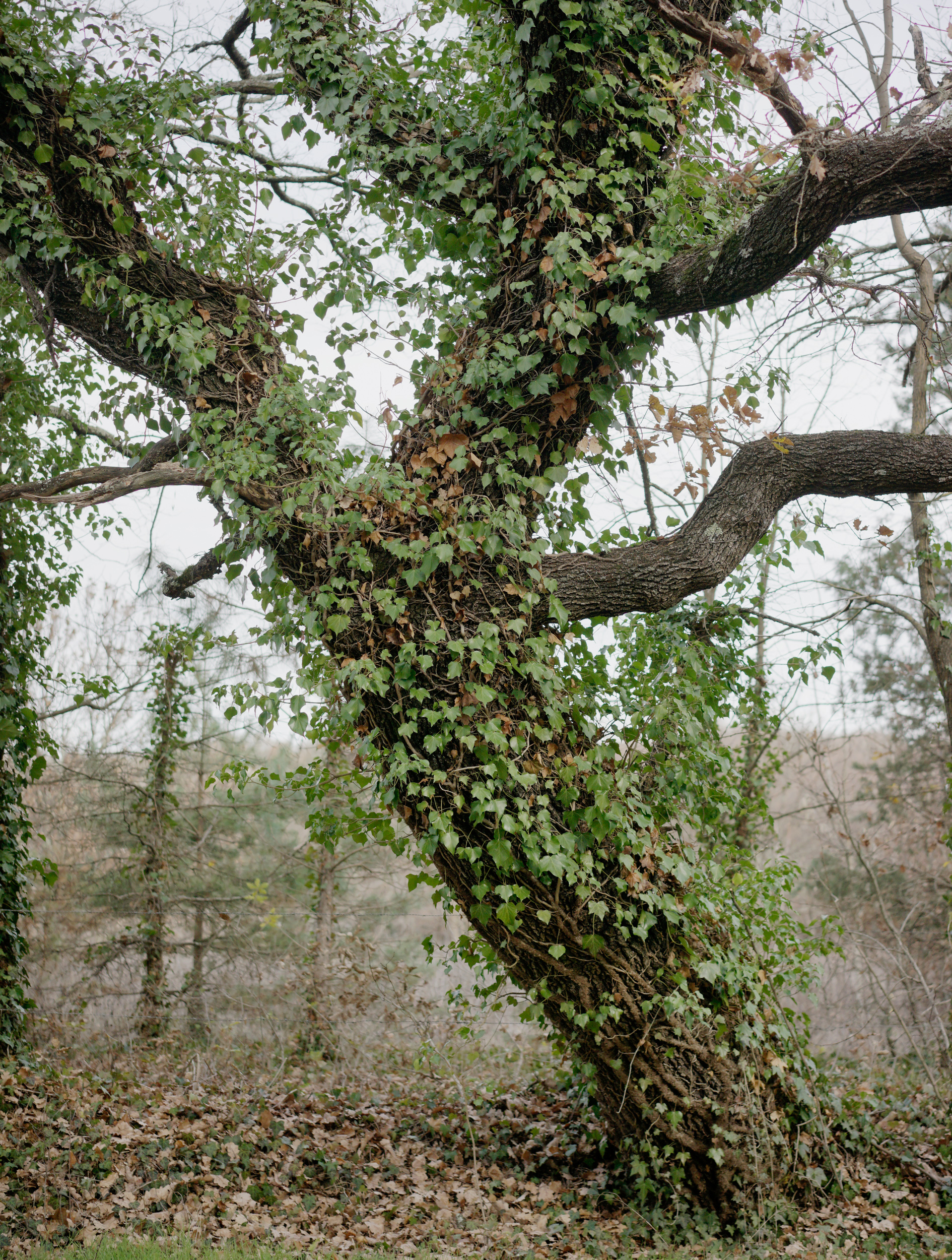 A gnarled tree trunk covered in climbing ivy and small green leaves stands in the foreground of a misty woodland landscape. Bare branches extend horizontally from the main trunk, creating a sculptural form against a gray, overcast sky and distant tree line.