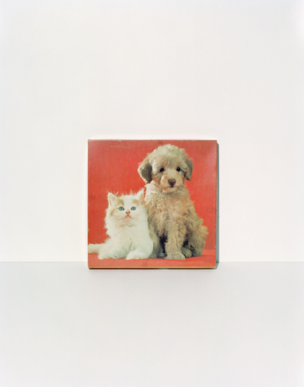 A square composition featuring a fluffy cream-colored puppy and orange-and-white kitten posed together against a vibrant red background. The animals are rendered in soft, naturalistic detail and centered within the frame.