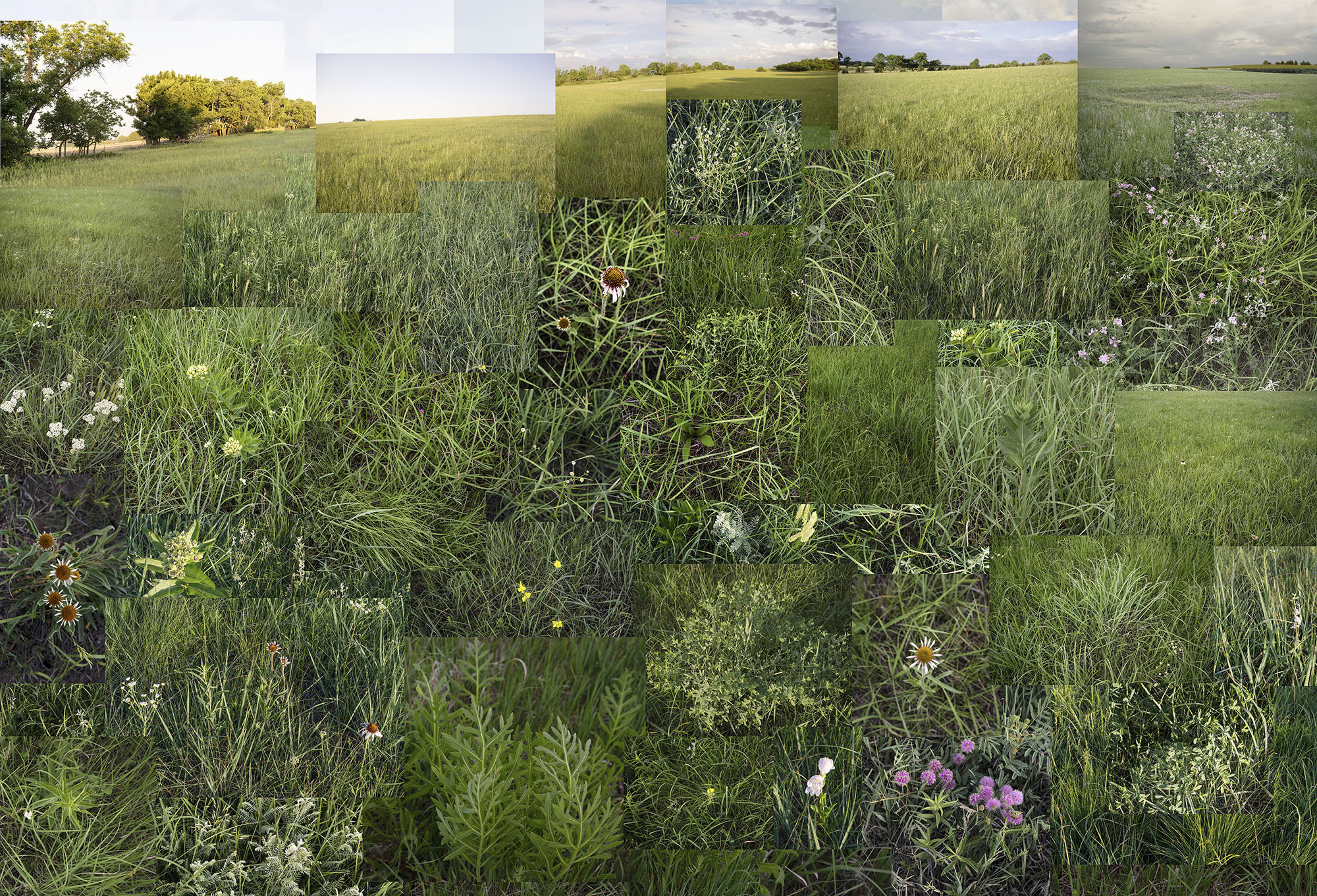 A fragmented photographic collage depicting a sprawling prairie landscape composed of overlapping rectangular sections at varying angles. Lush green grasses dominate the composition, interspersed with wildflowers in white, yellow, and purple tones. Distant trees line the horizon beneath a pale sky, while the layered arrangement creates a dynamic, kaleidoscopic effect that emphasizes the depth and complexity of the natural terrain.