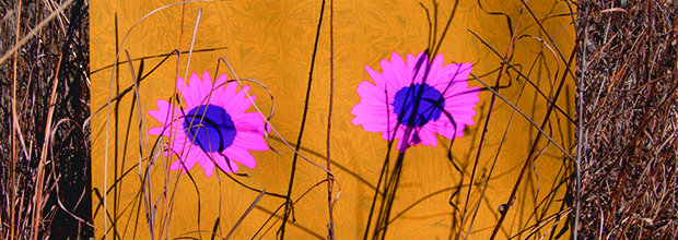 Two magenta flowers with dark centers against a warm mustard-yellow background, surrounded by dark linear plant stems and organic marks, framed by weathered brown borders.
