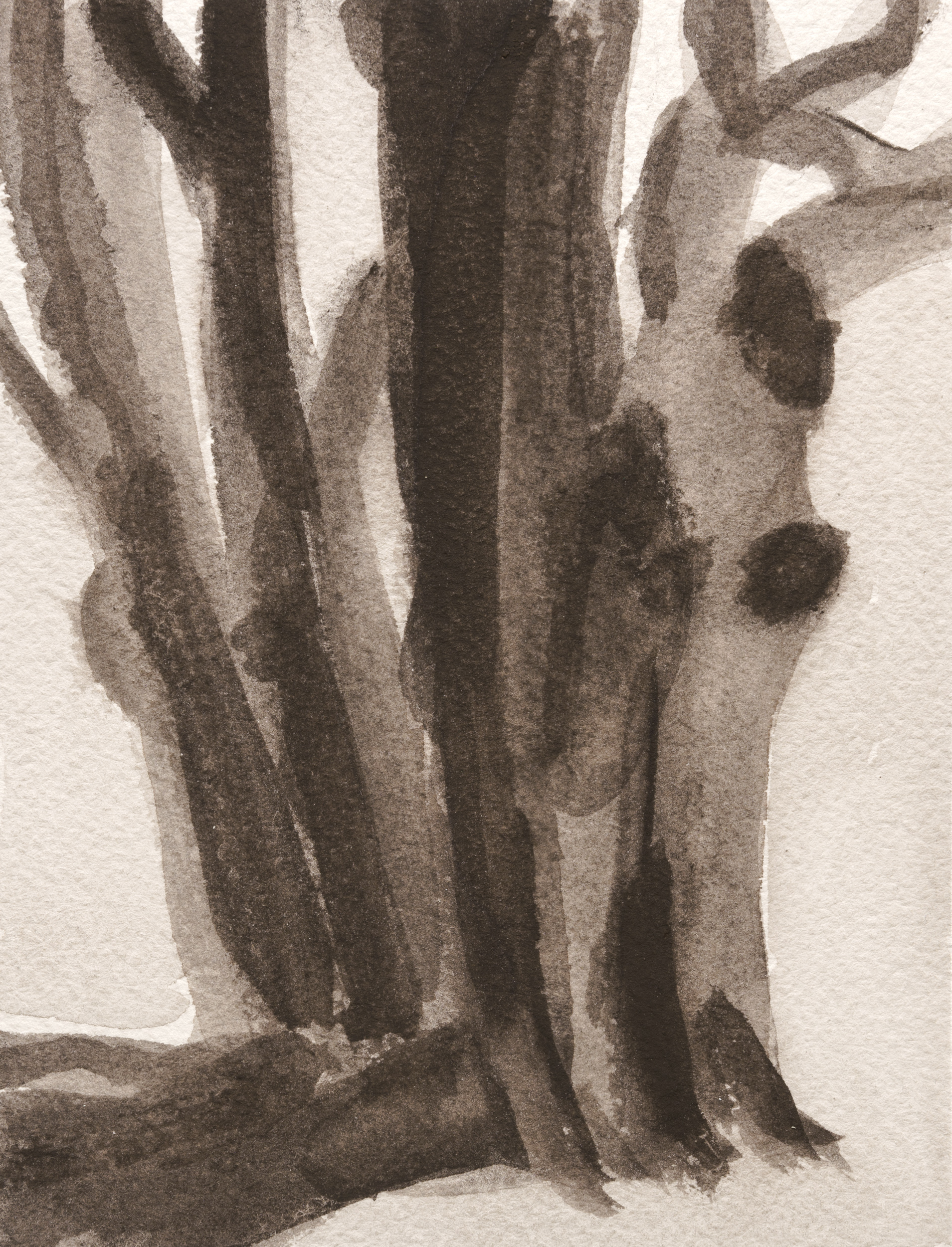 Sepia-toned watercolor painting of tree trunks viewed from below, their vertical forms rendered in layered washes of gray and brown that create depth and shadow through subtle gradations of tone.