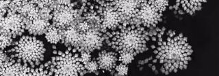 White intricate circular fractals arranged in clustered formations against a black background, resembling delicate crystalline or organic structures with radiating geometric patterns.