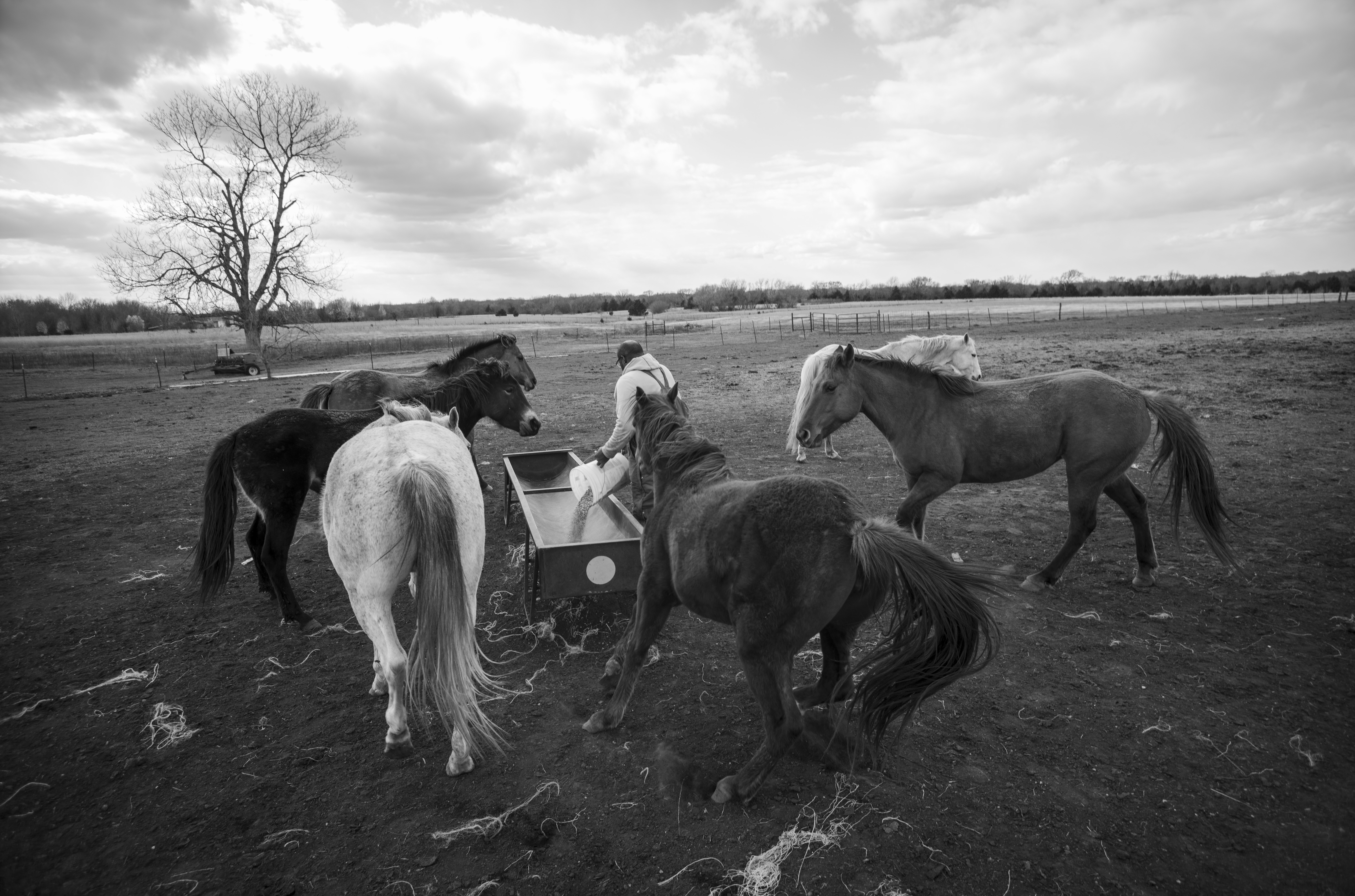 Black and white photograph of several horses and a person gathered around a feeding trough in a vast, flat agricultural landscape under a cloudy sky, with a bare tree and distant fencing visible along the horizon.