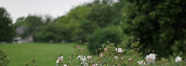 White roses in soft focus occupy the foreground with blurred green foliage and trees receding into the background, creating depth through selective focus on delicate blooms against a soft, overcast sky.